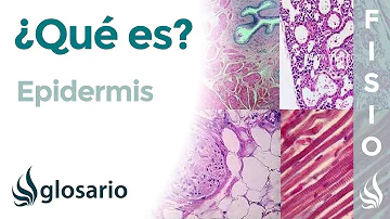 ¿Qué es la epidermis y cuáles son sus características?