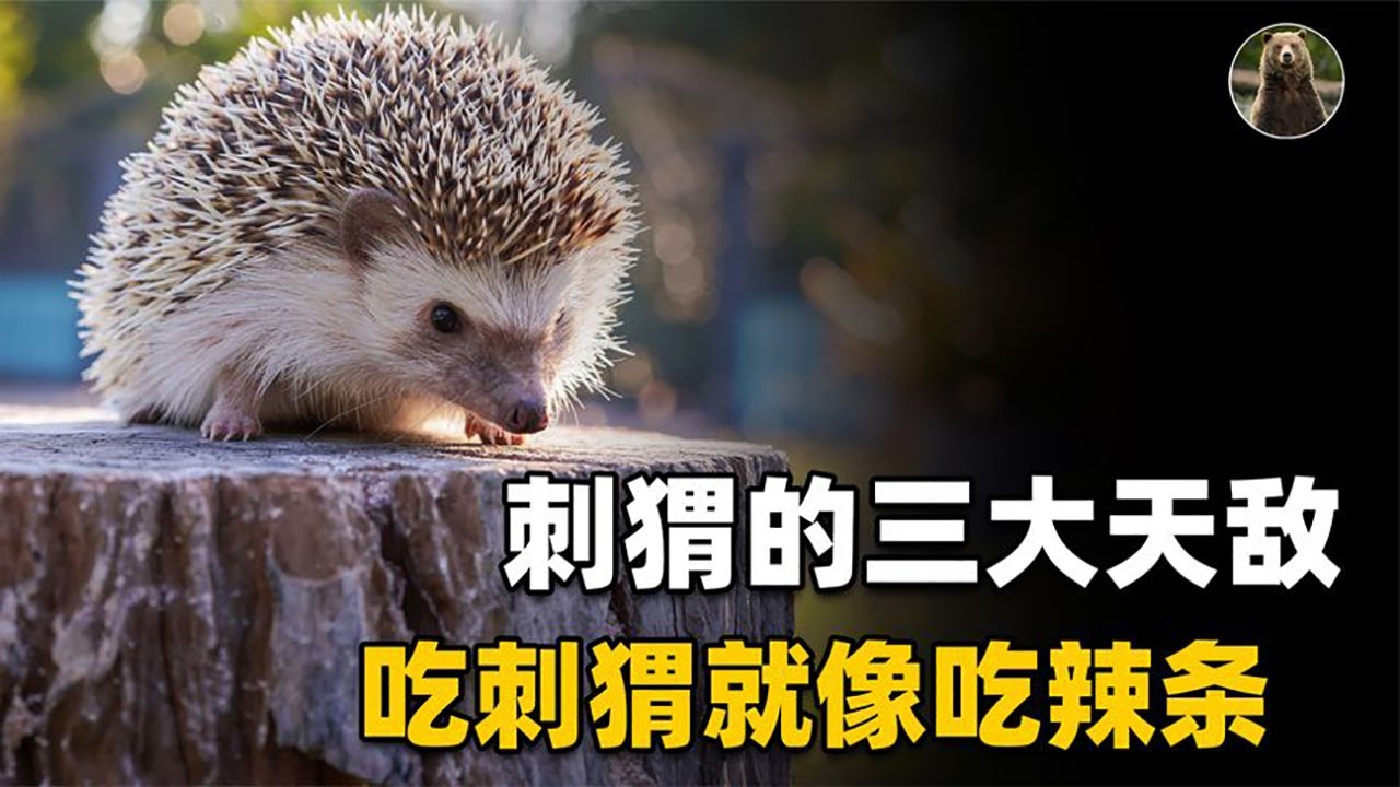 刺猬最怕什么动物？刺猬有三大天敌，都把它当“辣条”吃【万物灵】