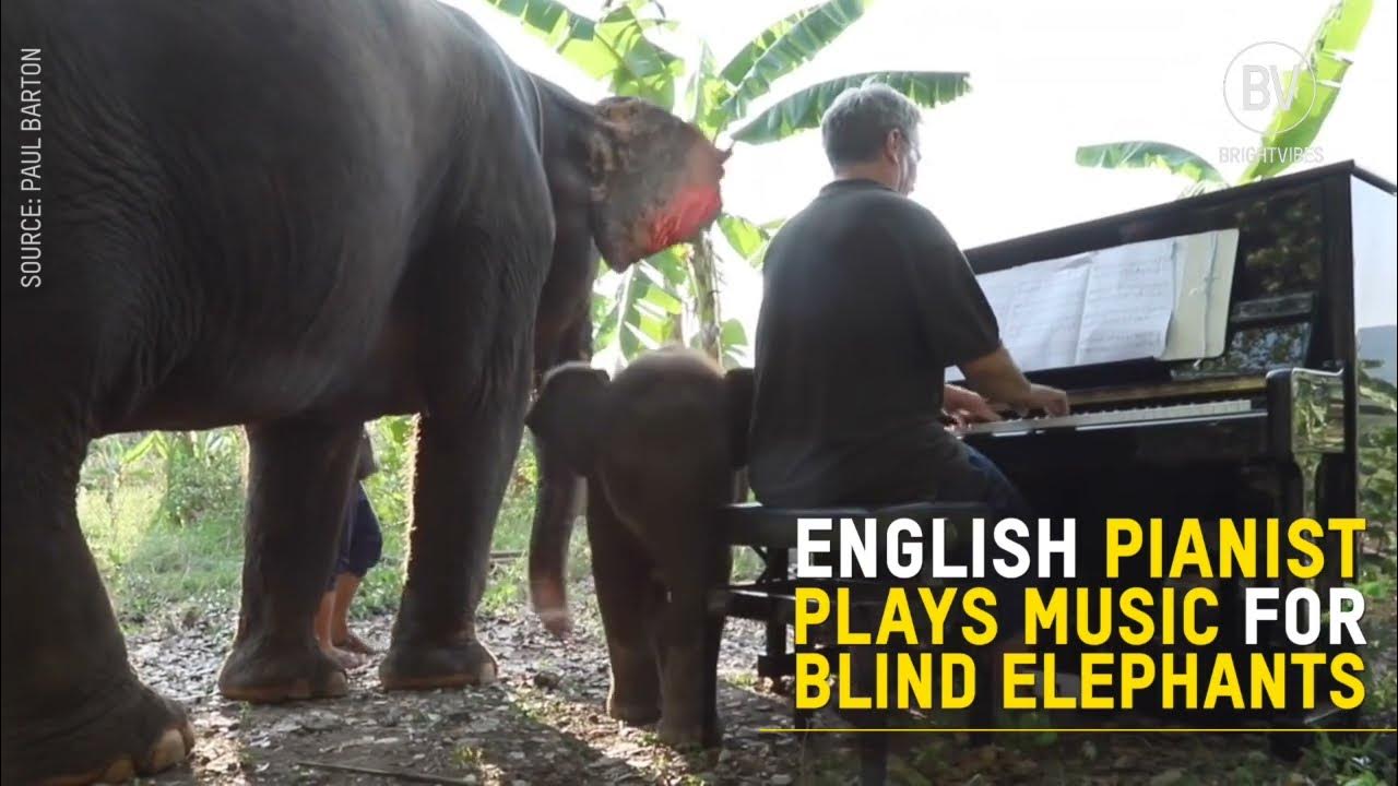 English pianist plays for blind elephants - YouTube