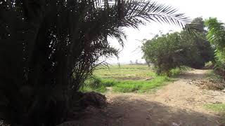 Egyptian Nature قري مصر