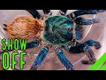 Top 10 BEST Display Tarantulas in the Tarantula Hobby! Show Off Spiders