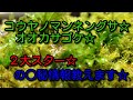 【#苔テラリウム 】苔界２大スターの○秘情報☆後半に驚くべき事実が、、、、