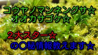 【#苔テラリウム 】苔界２大スターの○秘情報☆後半に驚くべき事実が、、、、