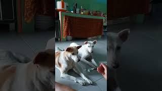Anjing Geddeg.. Spinx Firaun😝🤑😝🤑🤪