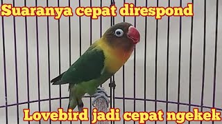 ngetik lanjut ngekek panjang, masteran lovebird fighter