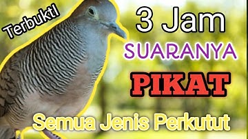 3Jam - Perkutut Lokal Gacor Suara Kristal Merdu untuk pikat.