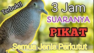 3Jam - Perkutut Lokal Gacor Suara Kristal Merdu untuk pikat.