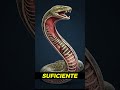 Você conhece a cobra mais venenosa do mundo?