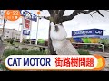 【もふ猫NEWS】キャットモーターの街路樹問題