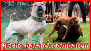 The POWERFUL BREED they want to EXTINGUISH – Traditional Shar Pei screenshot 1