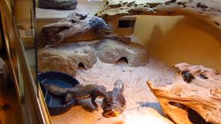 Elevages Lisard 2017 Uromastyx Ornata Philbyi Eats Flowers
