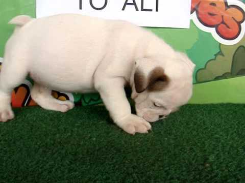 English bulldog For Sale - Chiyoe - http://www.bullcanes.net - ceo@bullcanes.net puppy paradise