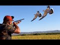 Chasse au tourterelle des bois et pigeon au maroc 2023  caza trtola caccia tortora partie 2