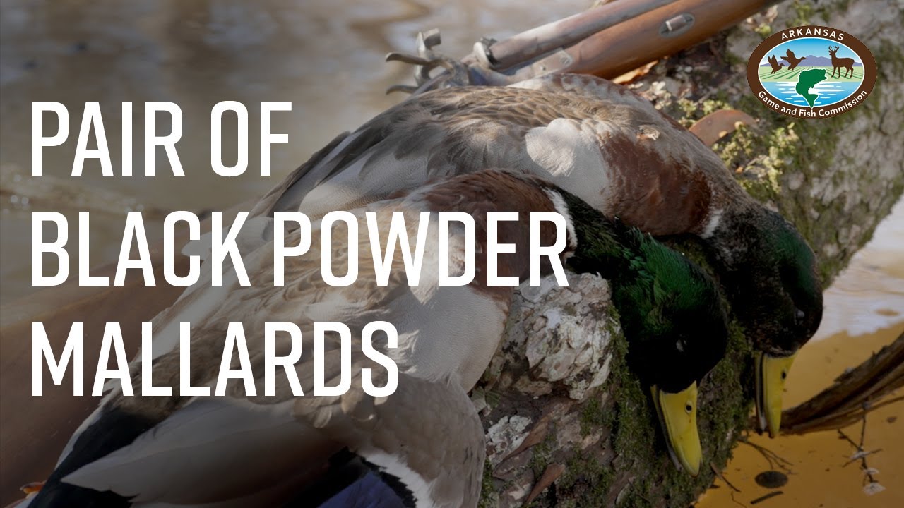 Bayou Meto Duck Hunt With Muzzleloading Shotgun Youtube 