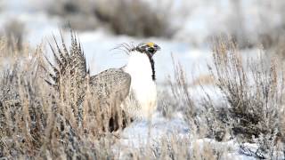 SageGrouse 2012 The Dance - Greater Sage Grouse