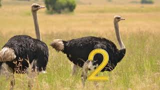 4.3 Day 2 Subitizing 1-6 Ostriches