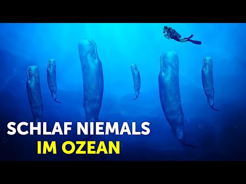 Video: Warum werden Wale fälschlicherweise als Fische identifiziert?