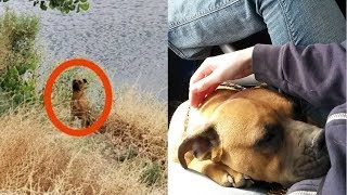 Genç Kadın Göl Kenarında Bu Köpeği Buldu, Ülkede Tartışma Başladı. Sizce Kim Haklı?
