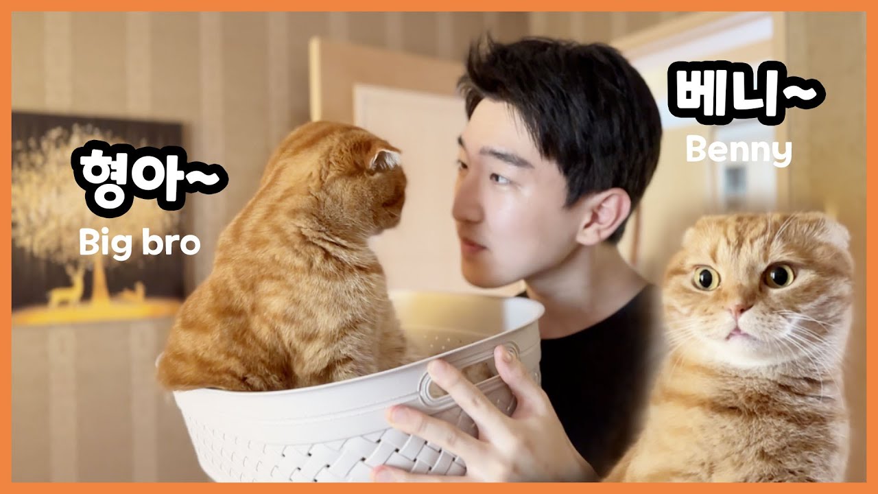 (ENG sub) 집사 형아가 오니까 다르긴 다르다! 형아랜드 개장 | 사랑스러운 릴리의 위로 - YouTube