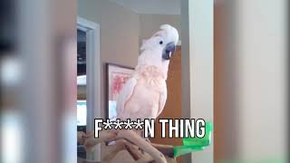 Peaches the Moluccan Cockatoo Finally Reveals What She's Really Saying
