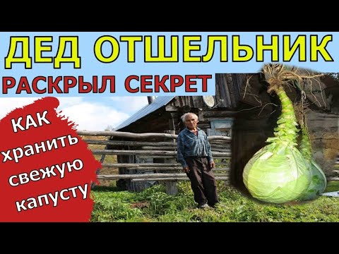 ДЕД ОТШЕЛЬНИК показал Где и Как лучше хранить свежую капусту