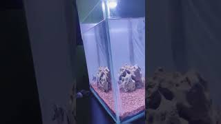 1*1 New tank setup for customer. #fishes #aquarium #tank #bangalore. Contact us-9035725230