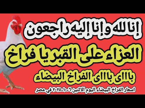 اسعار الفراخ البيضاء اليوم سعر الفراخ البيضاء اليوم الاثنين ٦ ١٠ ٢٠٢٥ في مصر جمله وقطاعي