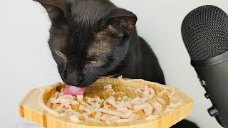 Cat Licking Creamy Treats ASMR