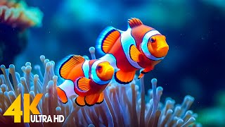 Aquarium 4K VIDEO (ULTRA HD) 🐠 Beautiful Coral Reef Fish - Relaxing Sleep Meditation Music #8