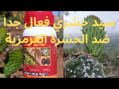 دواء فعال جدا وبالتجربة ضد الحشرة القرمزية