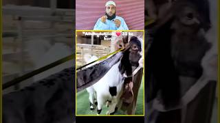 35 इंच का कान है इस बकरे का 😍