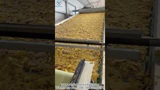 Onion Rings Garlic Slices Orange Industrial Dehydrator Ready to Delivery for Australia Customer