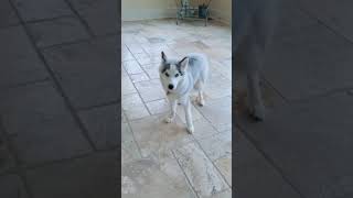 This happened way too often and shes too cute to yell at... #Shorts #olivialevinn