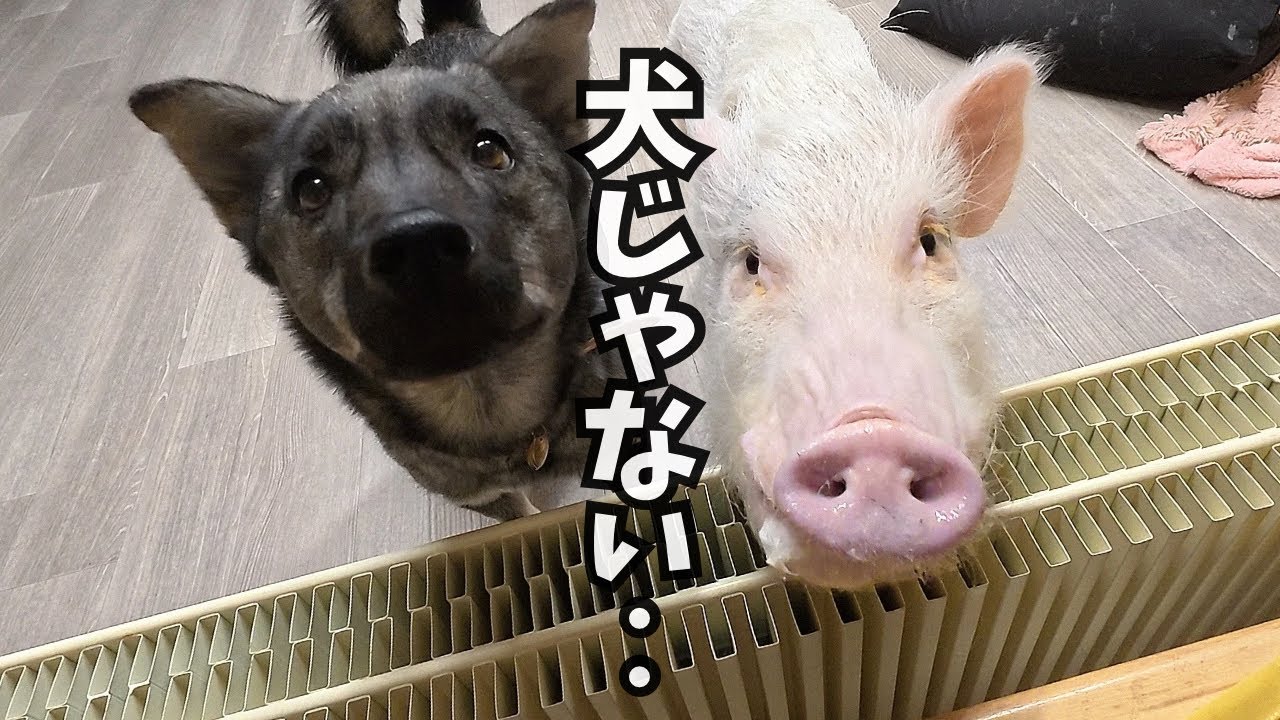 犬ではありません。家の中で生活するブタ