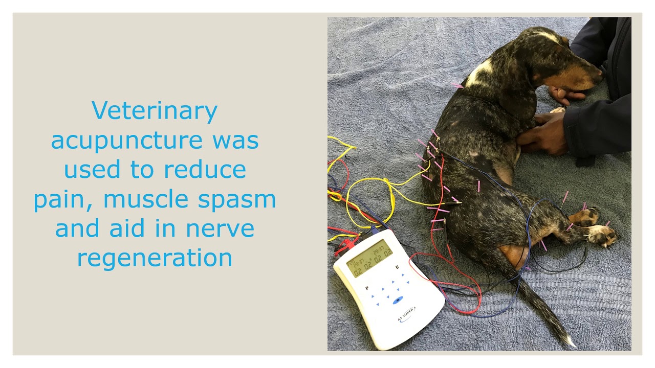 laser therapy for dogs with ivdd