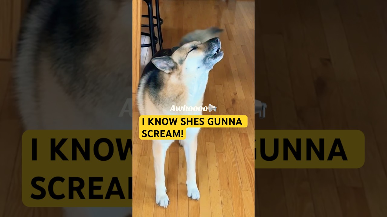 How a German Shepherd speaks Husky 