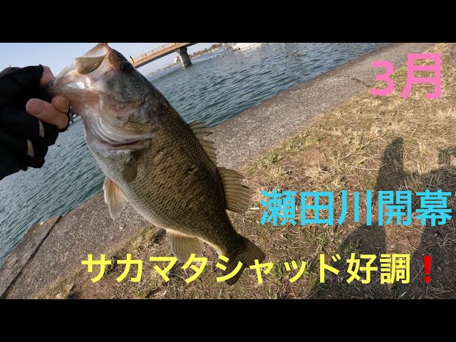 バスフィッシング瀬田様 専用 【公式通販】 バスフィッシング瀬田様 専用 【公式通販】