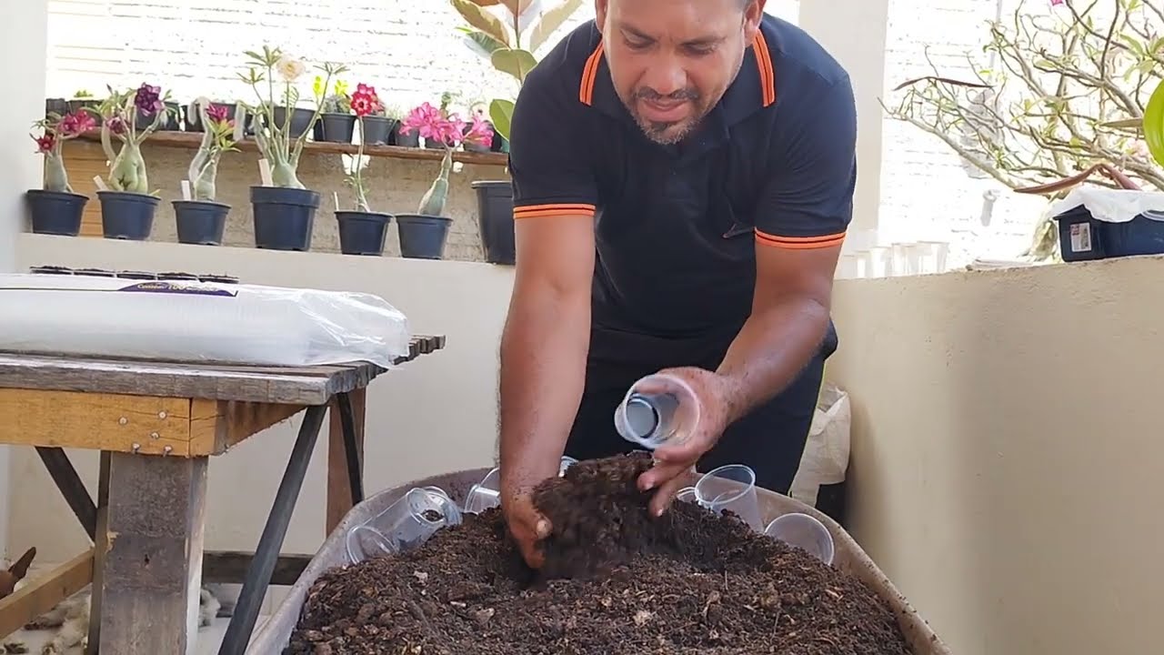 Início da germinação da semente de rosas do deserto| Dia 06.06.2025