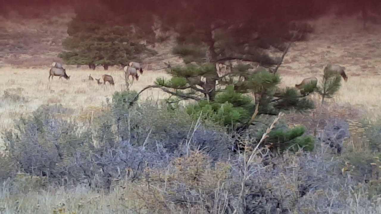 Elk near Estes Park Moose near Red Feather Lake Elk near Estes Park