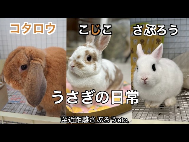 70うさぎの日常🐰】至近距離など我が家のうさぎちゃん達の動画特集