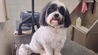 Grooming Shih Tzu Mix