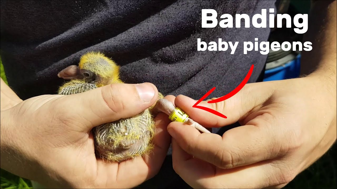 How to Band Pigeons YouTube
