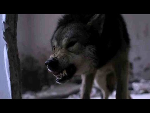 マンションの一室でオオカミが大暴れ／映画『ワイルド わたしの中の獣』本編映像2