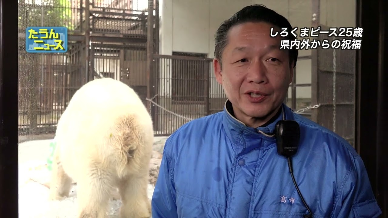 【4K】たうんニュース2024年12月「しろくまピース25歳の誕生会」