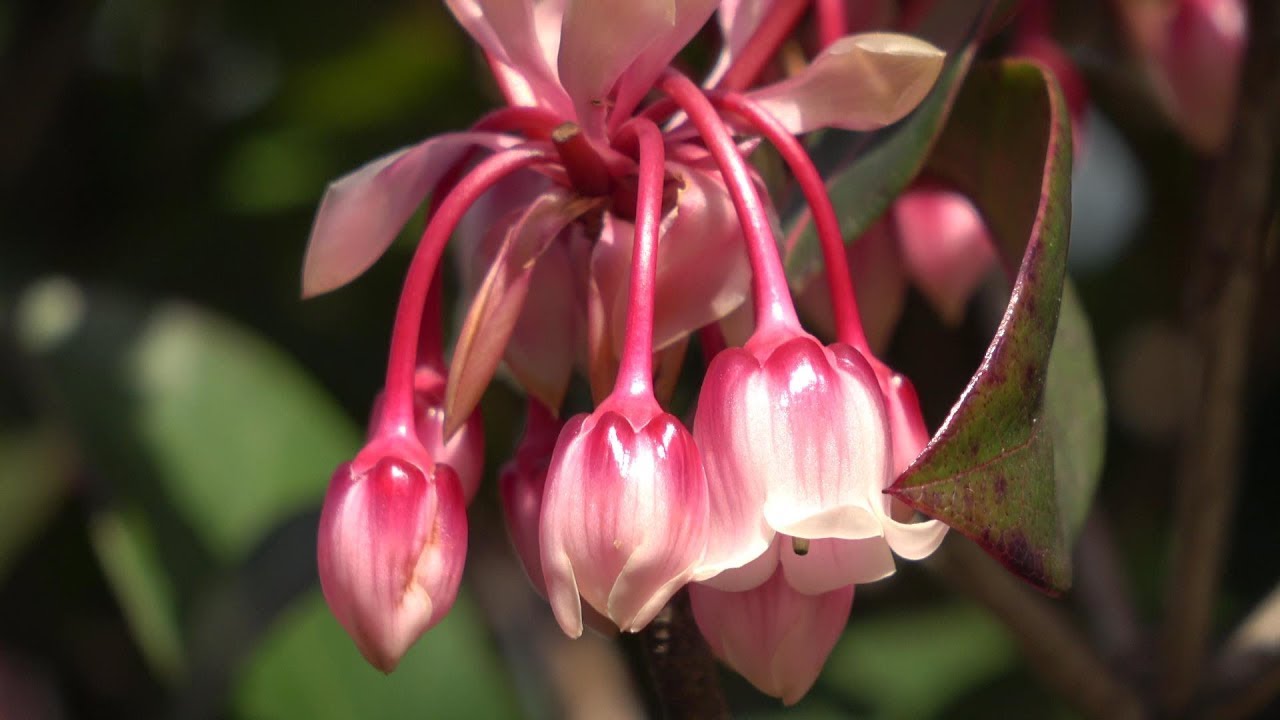 吊鐘花chinese New Year Flower 深井sham Tseng Youtube