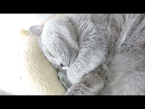 Кот Тихон храпит и куда-то бежит во сне | Что снится коту?