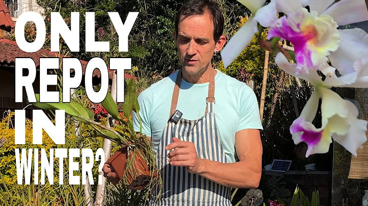 Top Orchid Expert Reveals Best Winter Repot Techniques