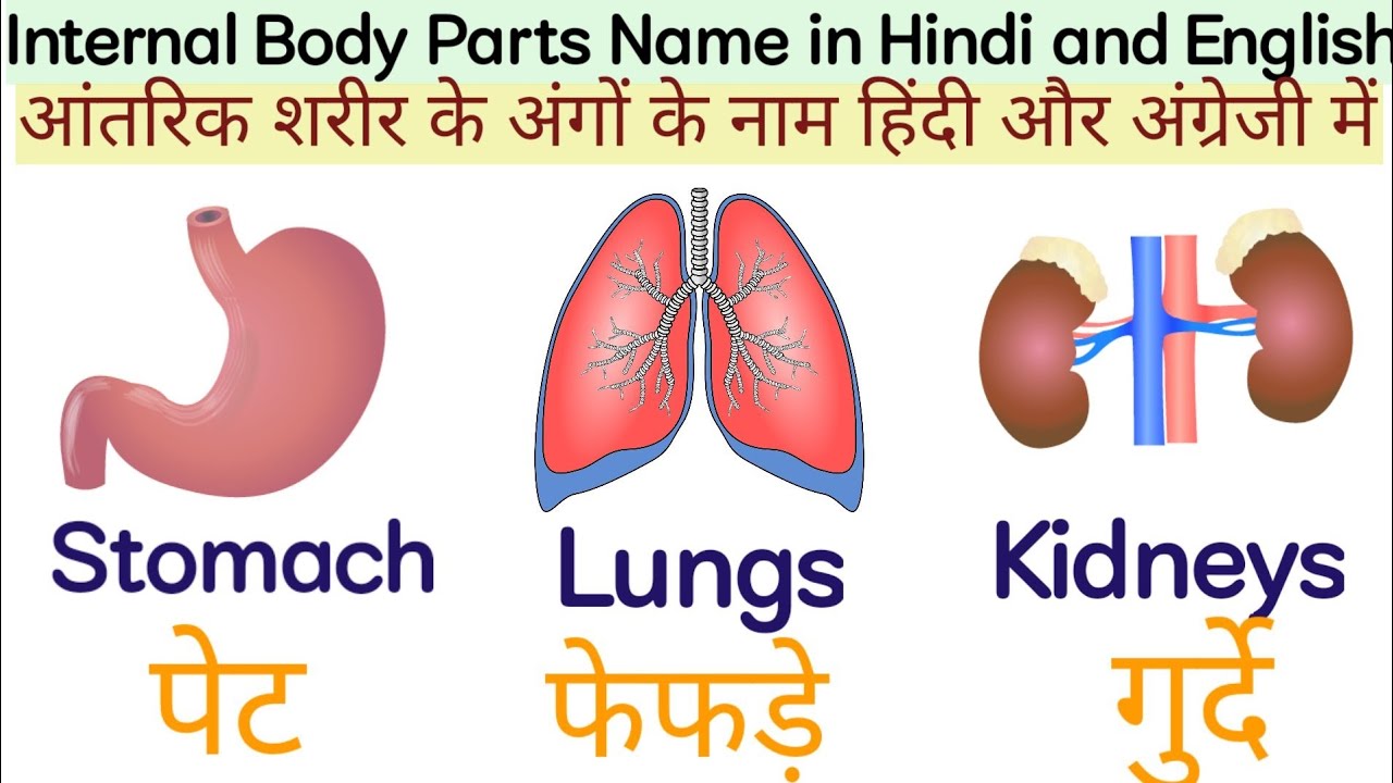 Internal Body Parts Name In Hindi And English Load Gyan YouTube