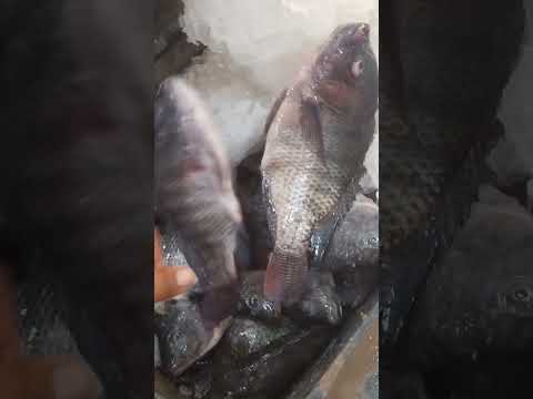 الفيديو ده نوعين من بلطي مساعدين مختلفين خالص اعجاب سمك