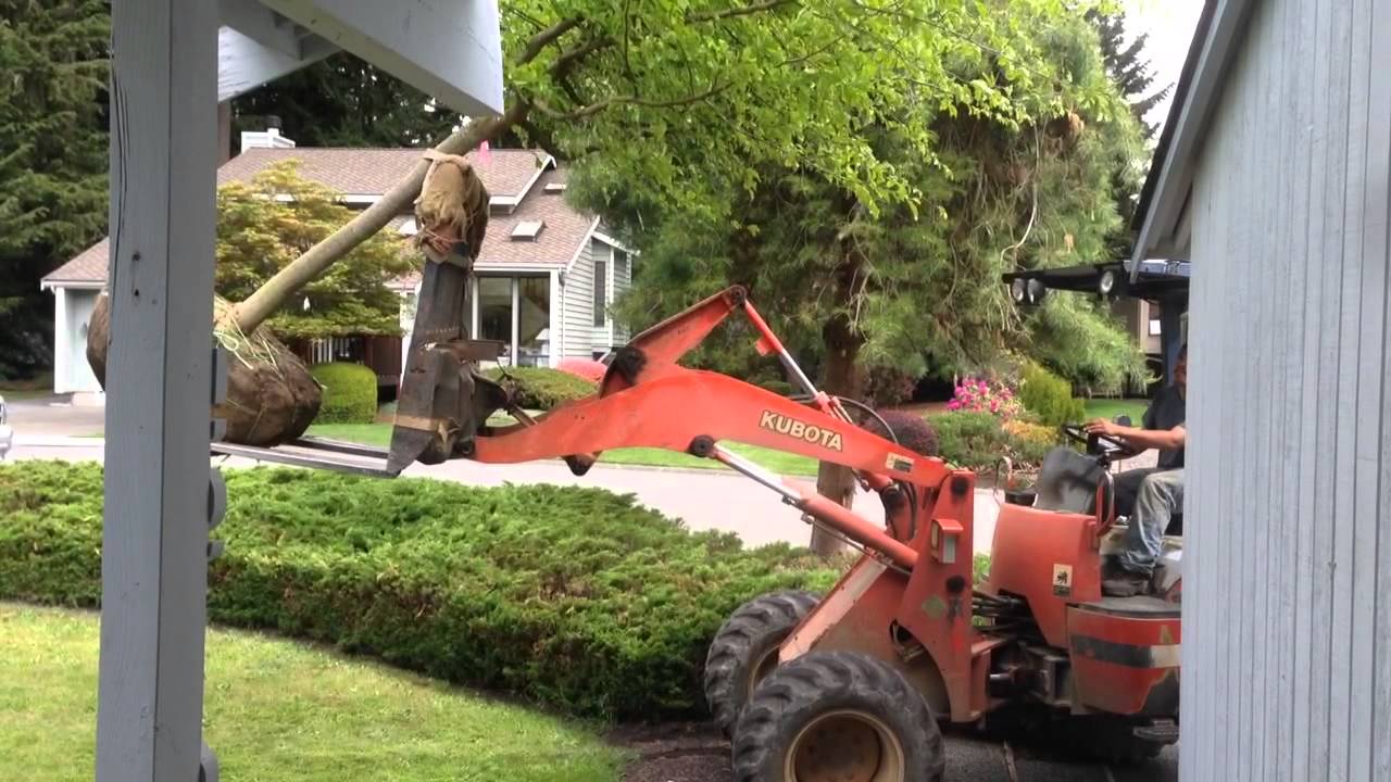 Big Tree delivery YouTube